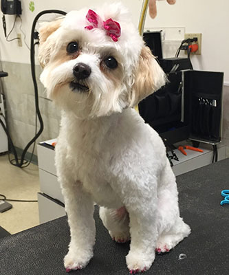 Just groomed dog looking pretty with bow in hair.