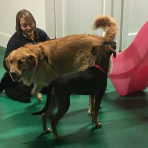 Caring Staff Member with dogs.