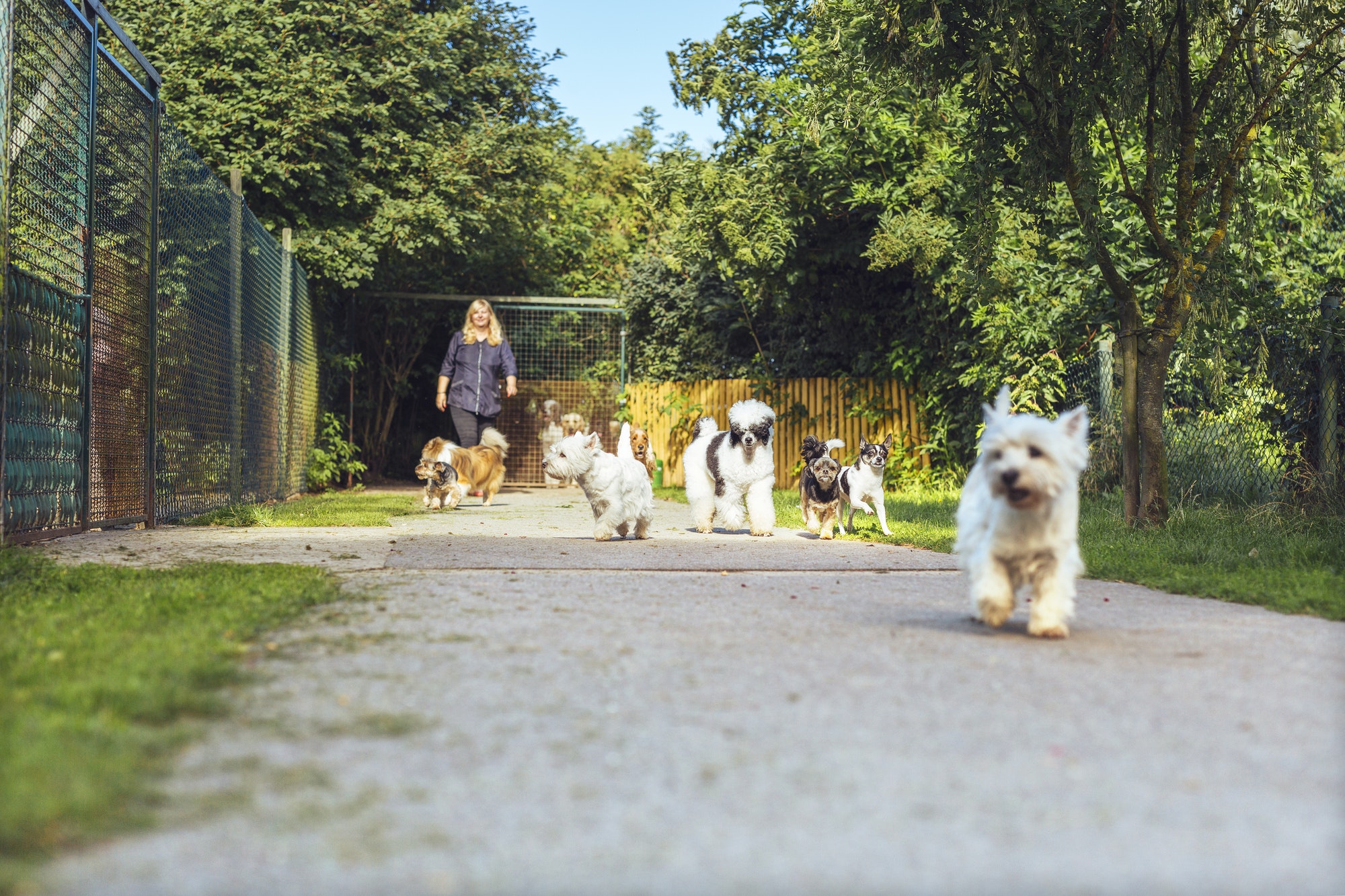 April 2021 Puppy Party In North Versailles