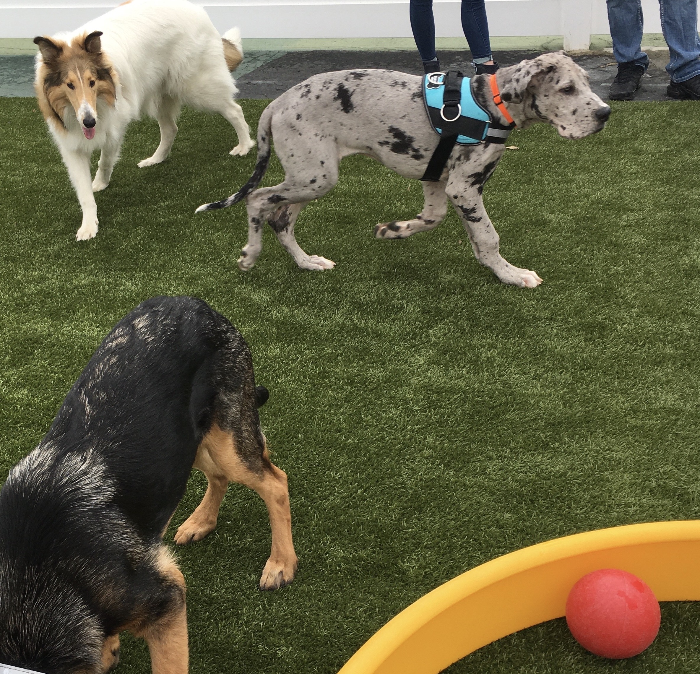 March 2022 Puppy Party – North Versailles