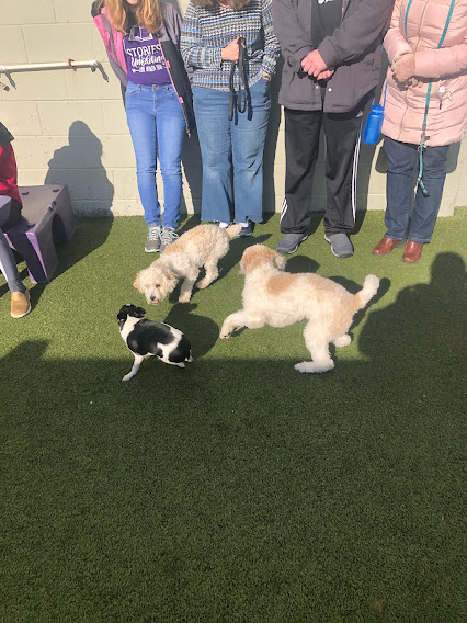 April 2022 Puppy Party – Murrysville