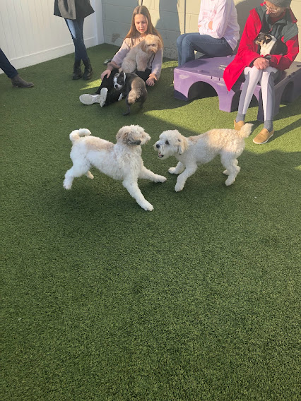 Free February Puppy Party at Walkers – Murrysville