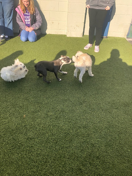 May 2022 Puppy Party – Murrysville