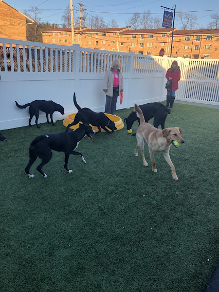 April 2022 Puppy Party – North Versailles