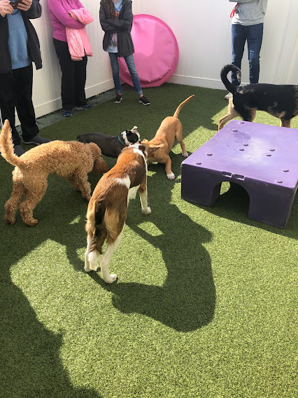 February 2024 Puppy Party – Murrysville