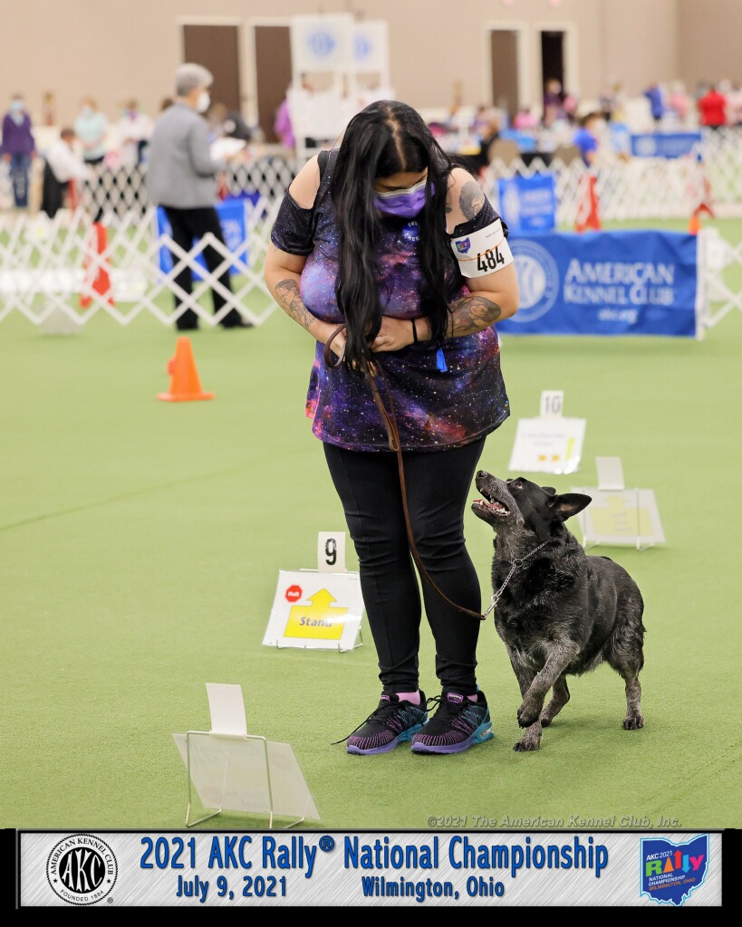 Kennel club outlet training