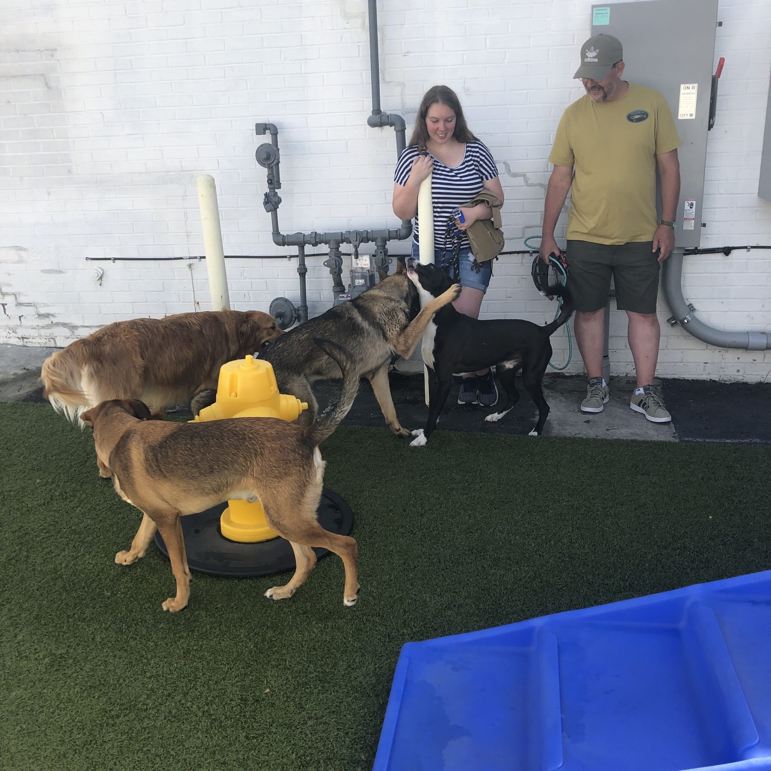 May 2023 Puppy Party – Murrysville