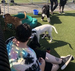 Free July-Puppy Party – Walkers – N. Versailles