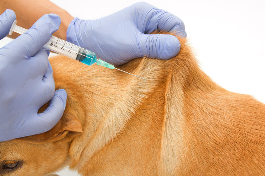 Rabies Vaccine Clinic – North Versailles