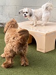 Free June Puppy Party at Walkers – Murrysville